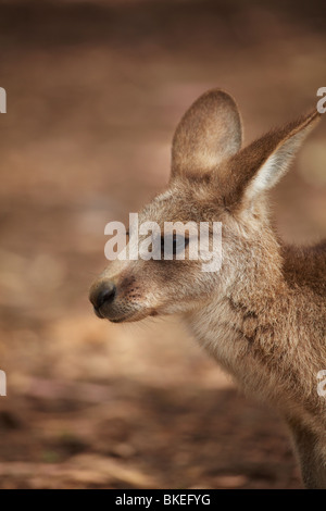 Förster Känguru (Macropus Giganteus Tasmaniensis), Tasman Halbinsel, südliche Tasmanien, Australien Stockfoto