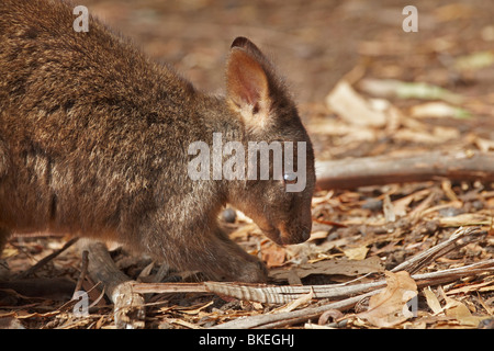 Förster Känguru (Macropus Giganteus Tasmaniensis), Tasman Halbinsel, südliche Tasmanien, Australien Stockfoto