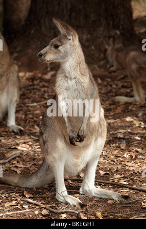 Förster Känguru (Macropus Giganteus Tasmaniensis), Tasman Halbinsel, südliche Tasmanien, Australien Stockfoto