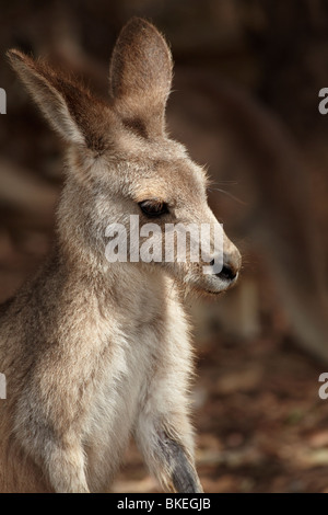 Förster Känguru (Macropus Giganteus Tasmaniensis), Tasman Halbinsel, südliche Tasmanien, Australien Stockfoto