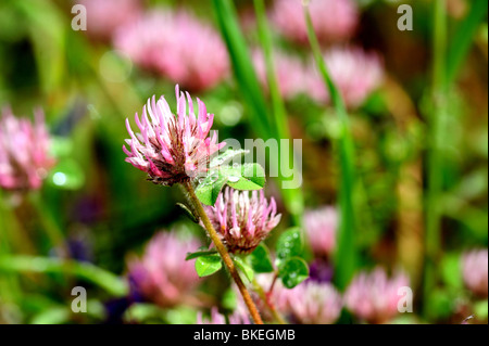 Rosa Klee Blüten bedeckt in Wassertropfen nach einem Frühlingsregen Stockfoto