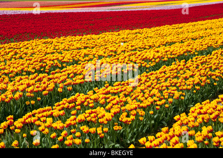 Bunte Blüte Tulip für Hintergrund Stockfoto