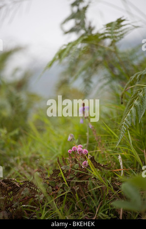 wilde Blumen und Pflanzen auf einer Heide Stockfoto