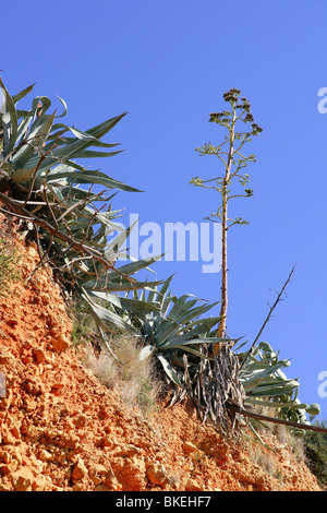 Agave-Pflanze in mediterranen Berg im freien Stockfoto