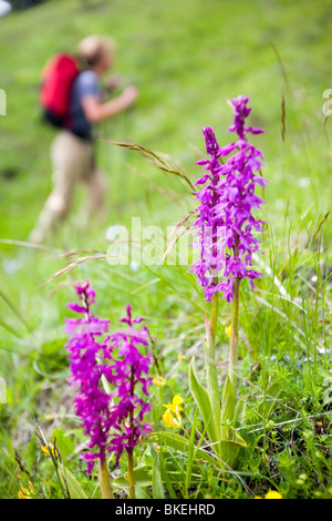 Orchideen wachsen in den Dolomiten Italien viele Alpenblumen entstehen sie bereits im Frühjahr Stockfoto