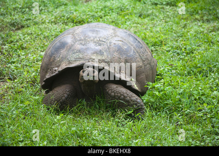 Reptilien (Riese) Galapagos Schildkröte Geochelone Elephantopus SSP. Porteri unermüdlicher Santa Cruz Stockfoto