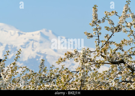 Kirschblüten gegen caped Schneeberge in der Ostschweiz Stockfoto