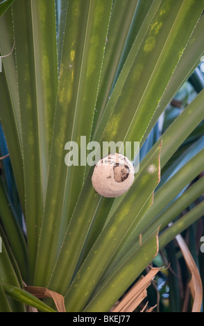Ein Wespen-Nest auf einem Palm-Gerät verlassen, Joya de Cerem, El Salvador Stockfoto
