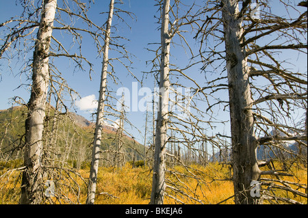 Schwarz-Fichte Bäume getötet durch die Fichte Borkenkäfer Verbreitung nach Norden durch globale Erwärmung Alaska Stockfoto