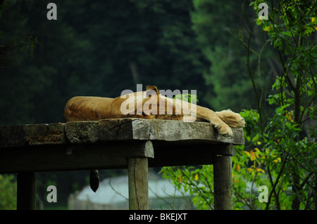 Löwin in einem Safari-Park, UK Stockfoto