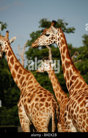 Eine Gruppe von Giraffen in einem Safari-Park, UK Stockfoto