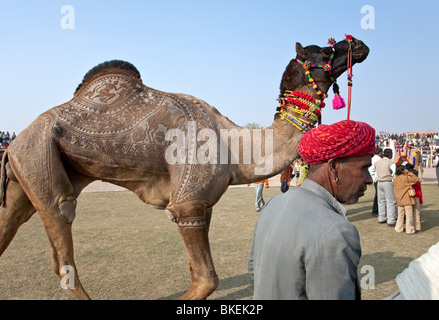 Kamel Haut dekoriert. Bikaner Camel Festival. Rajasthan. Indien Stockfoto