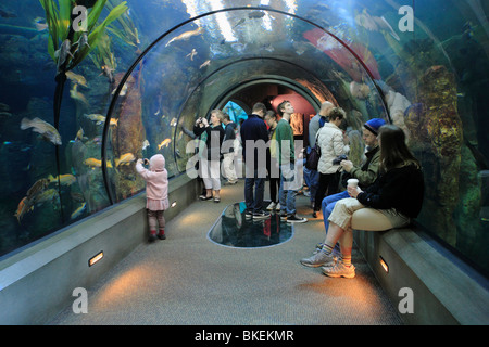 Touristen, die Röhre Anzeigebereich bei Aquarium-Newport, Oregon, USA. Stockfoto