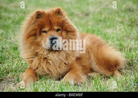 rote Chow auf einem grünen Rasen Stockfoto