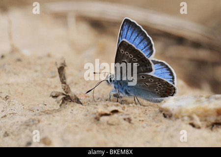 Der kleine Schmetterling sitzt auf der Erde Stockfoto