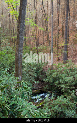 König Creek, Andrews Pickens Ranger District, Sumter National Forest, South Carolina Stockfoto