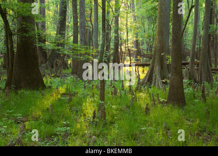 Altwachstum Auenwaldes, Congaree-Nationalpark, South Carolina Stockfoto