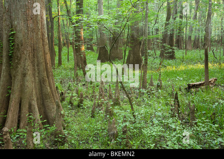 Altwachstum Auenwaldes, Congaree-Nationalpark, South Carolina Stockfoto