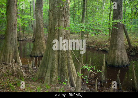 Altwachstum Auenwaldes, Congaree-Nationalpark, South Carolina Stockfoto