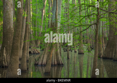 Altwachstum Auenwaldes, Congaree-Nationalpark, South Carolina Stockfoto