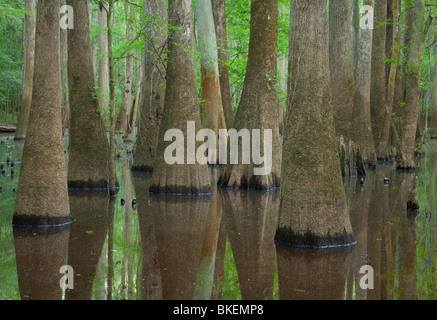 Altwachstum Auenwaldes, Congaree-Nationalpark, South Carolina Stockfoto