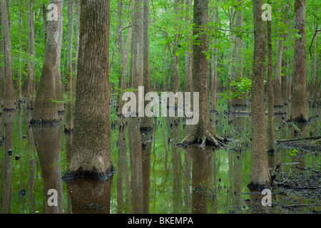 Altwachstum Flussniederung Wald, Congaree-Nationalpark, South Carolina Stockfoto