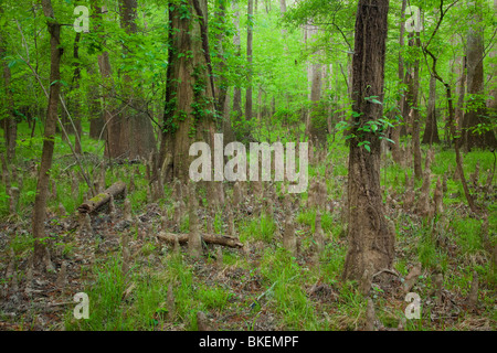 Altwachstum Flussniederung Wald, Congaree-Nationalpark, South Carolina Stockfoto