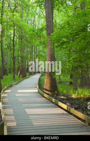 Boardwalk durch Altwachstum Auenwaldes, Congaree-Nationalpark, South Carolina Stockfoto