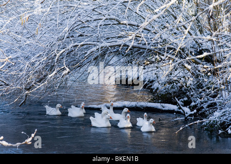 Hausgänse schwimmen auf dem Fluss Bure am Wintertag. Stockfoto