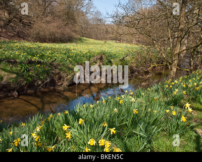 Fluss Dove und wilde Narzissen in Farndale North York Moors National Park UK Stockfoto