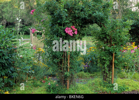 WILLIAM BAFFIN ROSEN SCHMÜCKEN ARBOR IN MINNESOTA GARTEN.  ÜPPIGEN STAUDENGARTEN IM HINTERGRUND.  SOMMER. Stockfoto