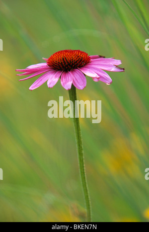 EINZELNE SONNENHUT (ECHINACEA PURPUREA) IN MINNESOTA SCHMETTERLINGSGARTEN. Stockfoto