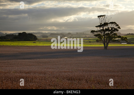 Getreide und Ackerland, Table Cape nahe Wynyard, North Western Tasmanien, Australien Stockfoto