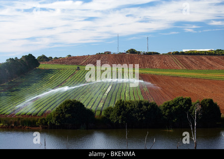 Bewässerung auf Pflanzen, Ackerland und Bewässerung Reservoir, Table Cape nahe Wynyard, North Western Tasmanien, Australien Stockfoto