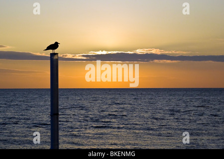 Silhouette Möwe am Strand bei Sonnenuntergang, Brighton, UK. JPH0268 Stockfoto