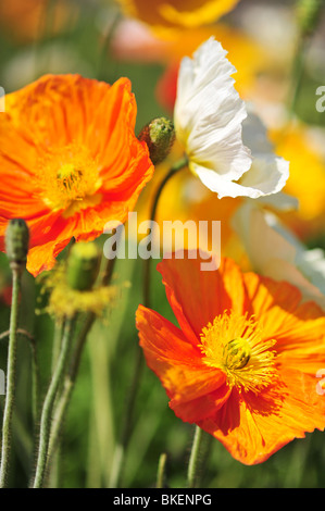 Papaver Alpinum (Alpen-Mohn) in den Botanischen Garten Jardin des Plantes, Paris, Frankreich, Europa. Stockfoto