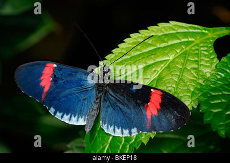 Briefträger Cyrbia rot Schmetterling Insekt auf eine lila Porterweed tropische Pflanze Stockfoto