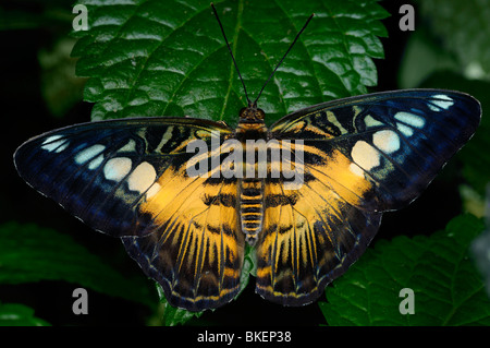 Braun Haarschneider Schmetterling Insekt Parthenos Sylvia auf eine lila Porterweed tropische Pflanze Stockfoto