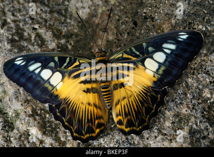 Braun Haarschneider Schmetterling Parthenos Sylvia Sidelit auf einem Granitfelsen Stockfoto