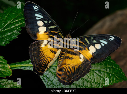 Braun Haarschneider Schmetterling Parthenos Sylvia frisch aus der Puppe auf einer tropischen Pflanze lila Porterweed Stockfoto