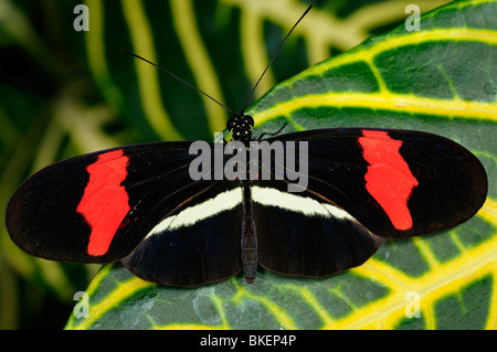 Rot Postbote heliconius Erato Schmetterling auf sanchezia Nobilis tropische Pflanze Blatt Stockfoto