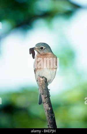 Weibliche Bluebird Raupe im Mund halten thront auf Stick in damenhaft Pose bringen Essen für die kleinen im nest Stockfoto