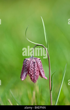 Fritillary: Fritillaria meleagris Stockfoto