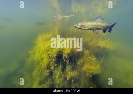 Regenbogenforellen in einem Teich in Belgien Stockfoto