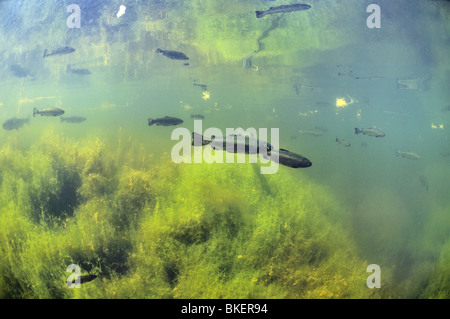 Schule von Regenbogenforellen in einem Teich in Belgien Stockfoto