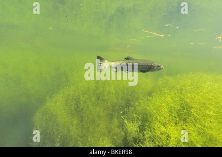 Regenbogenforellen in einem Teich in Belgien Stockfoto