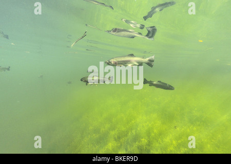 Schule von Regenbogenforellen in einem Teich in Belgien Stockfoto