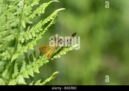 Paar große Skipper auf Farnen anzeigen Stockfoto