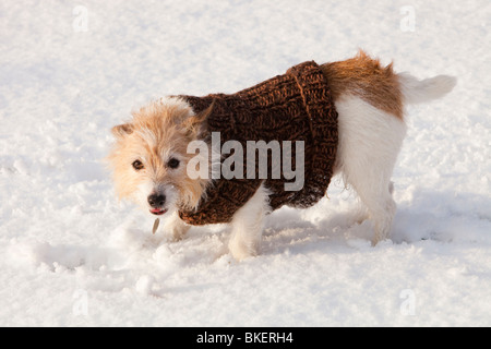 Ein Hund spielen im Schnee in Ambleside UK Stockfoto