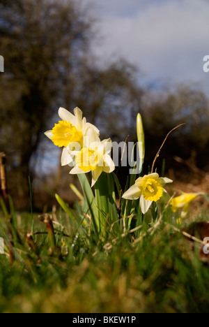 Wilde Narzissen (Narcissus Pseudonarcissus) auf ein Naturschutzgebiet in Herefordshire Landschaft wachsen Stockfoto